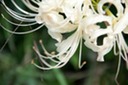 White Autumn Aster
