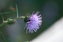Thistle Flower