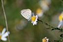 Small Butterfly