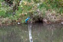 Kawa Semi or Japanese Kingfisher