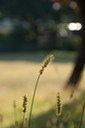 Autumn Grass Going to Seed