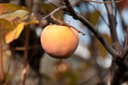 Kaki or Persimmon in Autumn