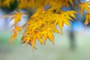 Momiji or Japanese Maple in Autumn