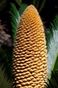 Palm Flower