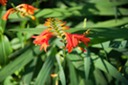 Red Flower & Buds