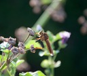 Nightmare Fly Resting