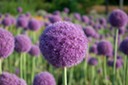 Pompom Flowers
