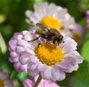 Bee Fly Collecting Pollen