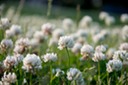 Clover Field